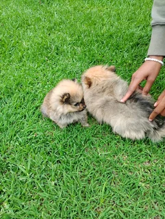 Male pomeranian puppies