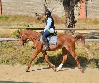 ** Arab Gelding For Sale **