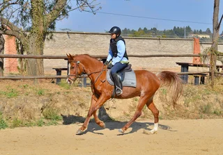 ** Arab Gelding For Sale **