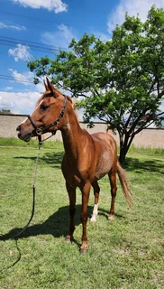 ** Arab Gelding For Sale **