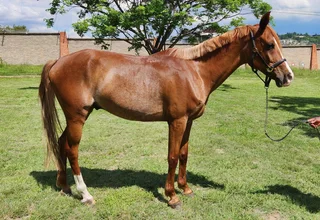 ** Arab Gelding For Sale **