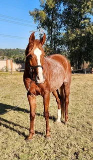 ** Arab Gelding For Sale **