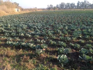 Farming Land for Crop