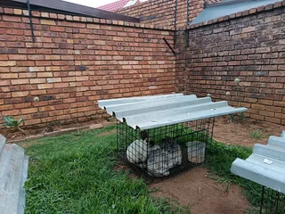 Rabbits/Bunnies for Sale