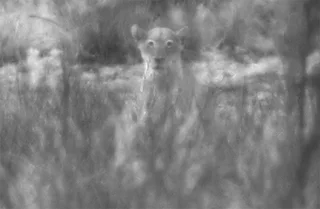 Night vision spotter scope