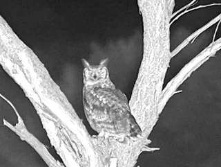 Night vision spotter scope