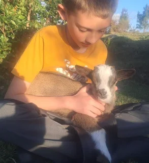 Nigerian Dwarf Goats