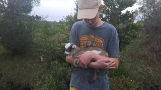 Nigerian Dwarf Goats