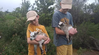 Nigerian Dwarf Goats