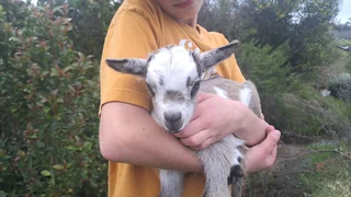 Nigerian Dwarf Goats