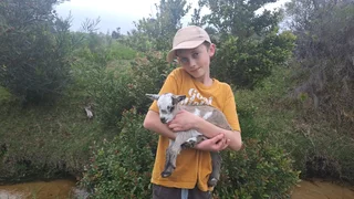 Nigerian Dwarf Goats