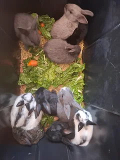 Baby rabbits