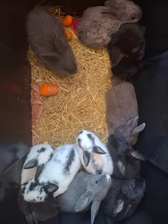Baby rabbits