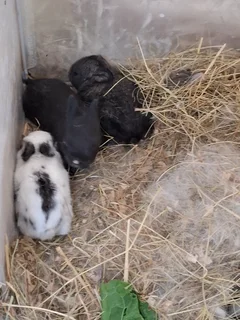 Baby rabbits