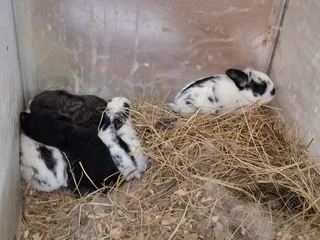 Baby rabbits