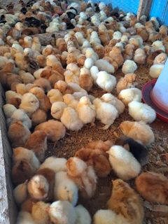 Chicks for sale