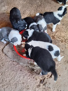 Border Collie Puppies