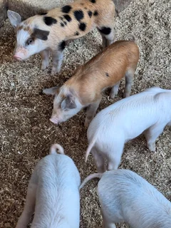 Pig Weaners for sale
