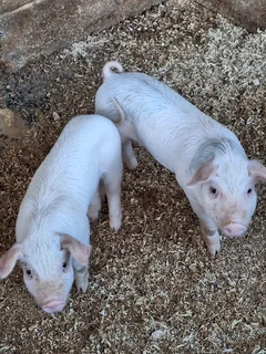 Pig Weaners for sale