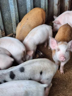 Pig Weaners for sale