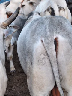 Brahman Bulls