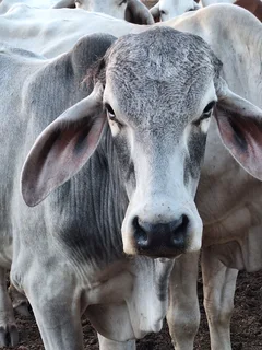Brahman Bulls