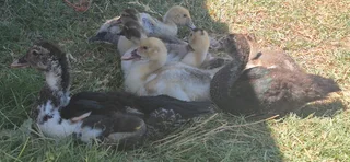 Muscovy Ducklings