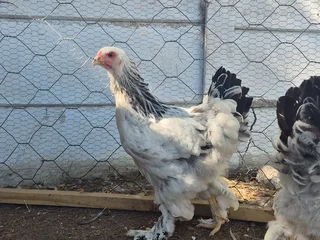 White Columbian Brahma Roosters