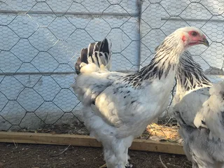 White Columbian Brahma Roosters