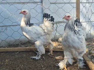 White Columbian Brahma Roosters