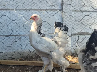 White Columbian Brahma Roosters