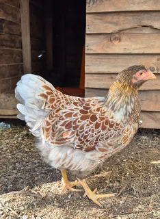 Red laced wyandotte Hen