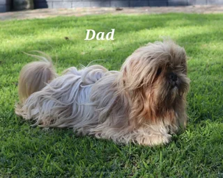 Shih Tzu Puppies - Females