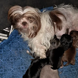 Shih Tzu Puppies - Females