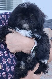 Shih Tzu Puppies - Females