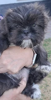 Shih Tzu Puppies - Females