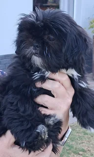 Shih Tzu Puppies - Females