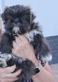 Shih Tzu Puppies - Females