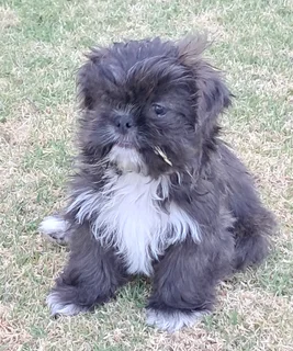 Shih Tzu Puppies - Females
