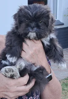 Shih Tzu Puppies - Females