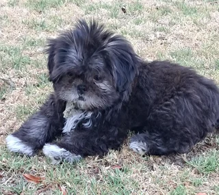 Shih Tzu Puppies - Females