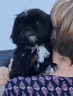 Shih Tzu Puppies - Females