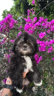 Shih Tzu Puppies - Females