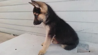 German shepherd puppies