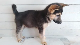 German shepherd puppies
