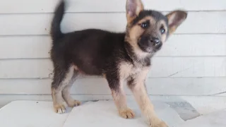 German shepherd puppies