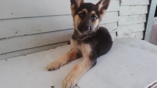 German shepherd puppies