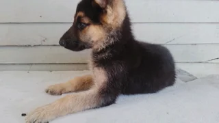 German shepherd puppies