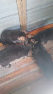 German shepherd puppies