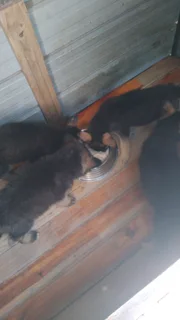 German shepherd puppies